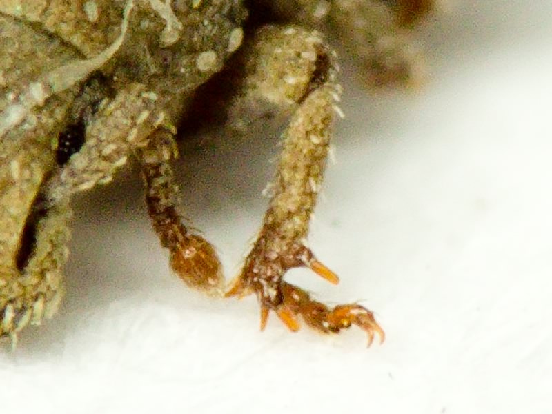 Trachyphloeus spinimanus Germar, 1824